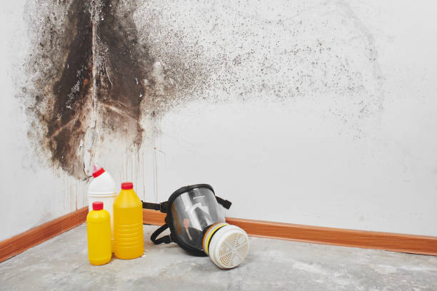 Best Mold Remediation  in Hamilton, TX