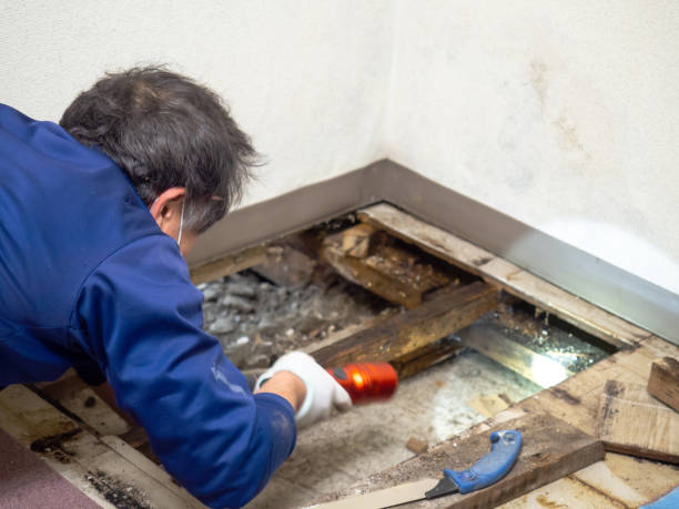 Best Mold Testing  in Hamilton, TX