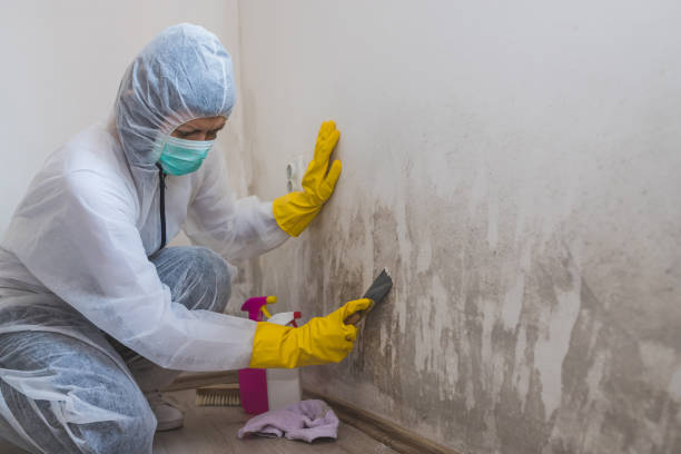 Best Office Mold Removal Services  in Hamilton, TX