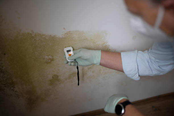 Best Home Mold Removal  in Hamilton, TX