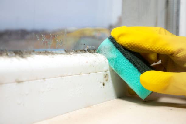 Best Mold Testing  in Hamilton, TX