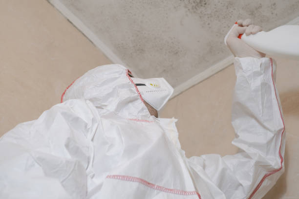 Hamilton, TX Mold Removal Company