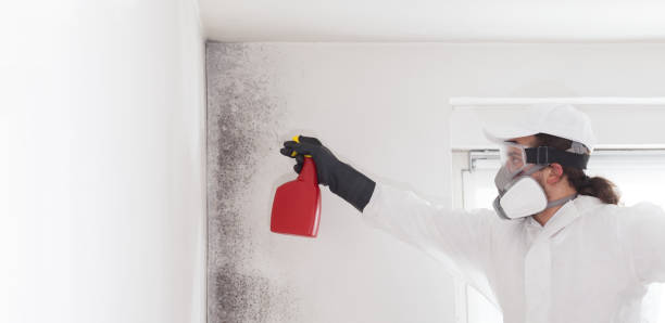 Best Professional Mold Removal  in Hamilton, TX