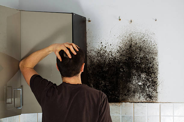 Best Affordable Mold Removal  in Hamilton, TX