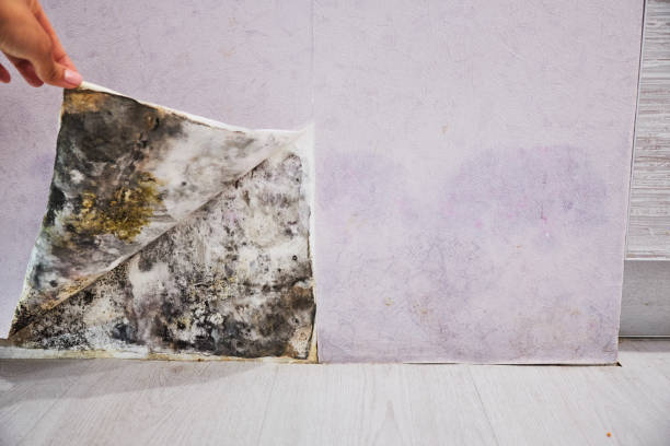 Best Mold Inspection  in Hamilton, TX